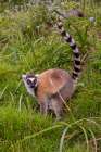 Africa, Madagascar, Vakona Forest reserve, Lemur Island. Ring-tailed lemur in a grassy field. Art Print